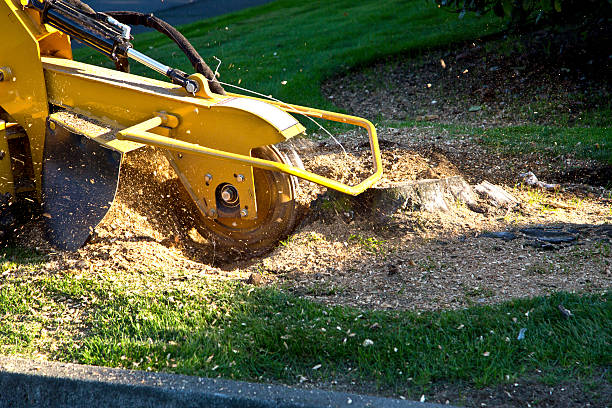 Best Dead Tree Removal  in Stevenson, AL